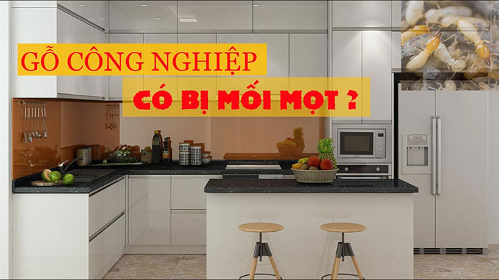 khả năng chống mối mọt của gỗ an cường và gỗ minh long