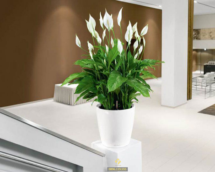 Cây cảnh hợp với người mệnh Thổ