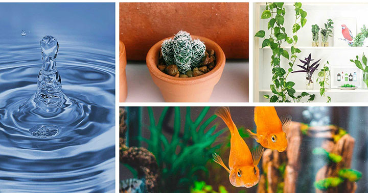 đồ vật nội thất và cây cảnh mệnh Thủy