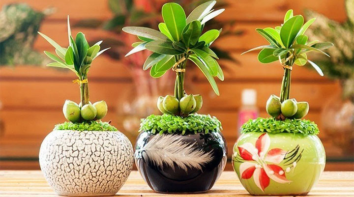 cây cảnh hợp phong thủy cho mệnh Kim